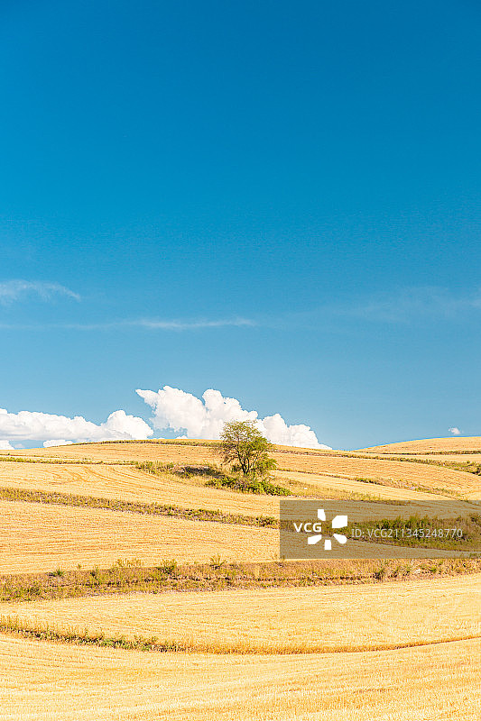 一颗树在秋季新疆江布拉克黄色麦田中风景图片素材