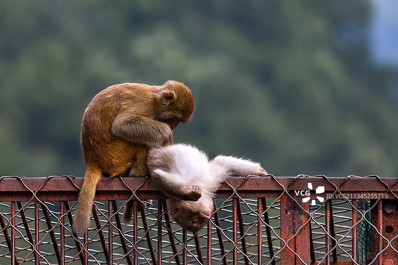 历山猕猴园的猴子们图片素材