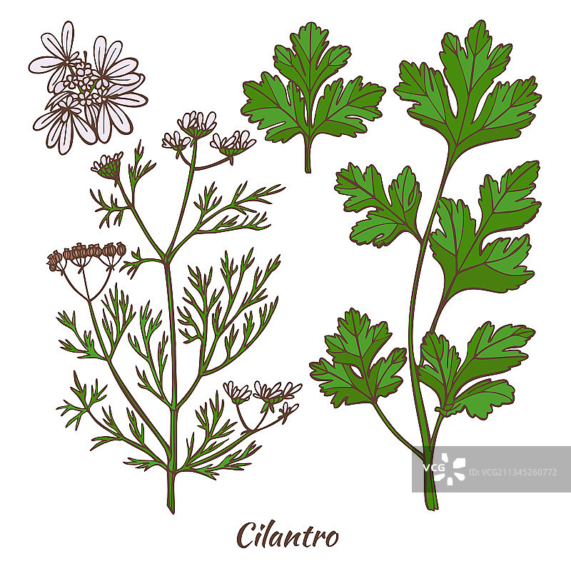 手绘风格的香菜图片素材