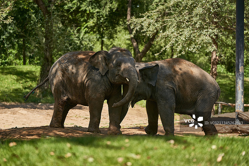 北京野生动物园两只亚洲象玩耍图片素材