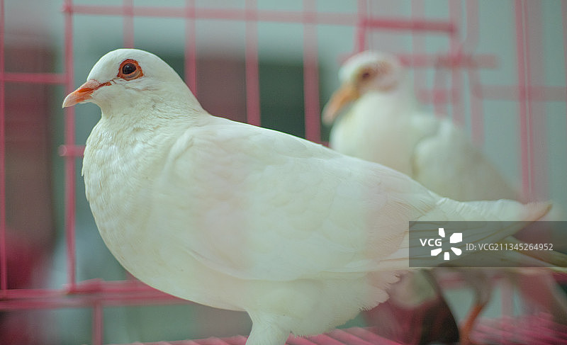 乡间野趣 田野草木图片素材