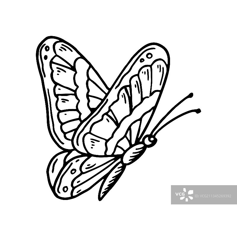 素描中与白色隔离的手绘蝴蝶图片素材