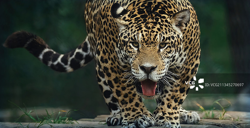 美洲虎 花豹 豹图片素材