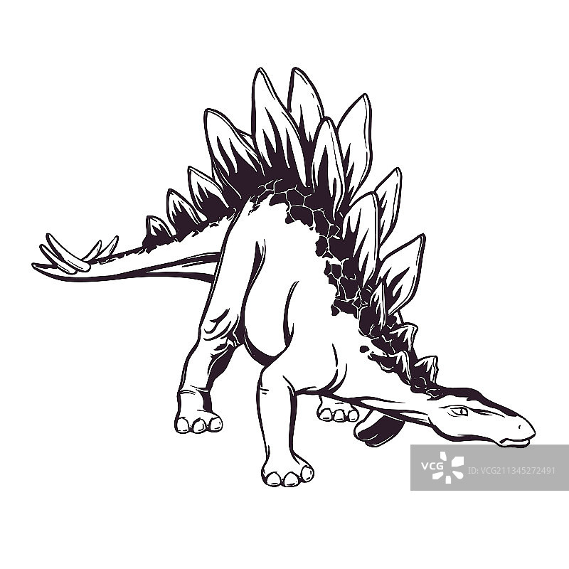 白色背景上绘制的剑龙图片素材