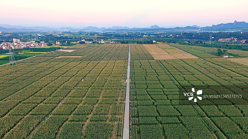 广东仁化县 希望的田野图片素材