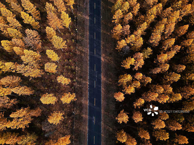 深秋塞罕坝图片素材