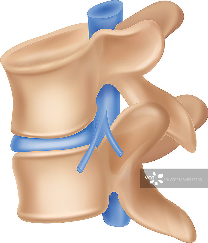 脊椎骨图片素材