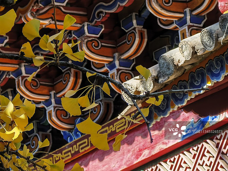 巍山古城 银杏图片素材