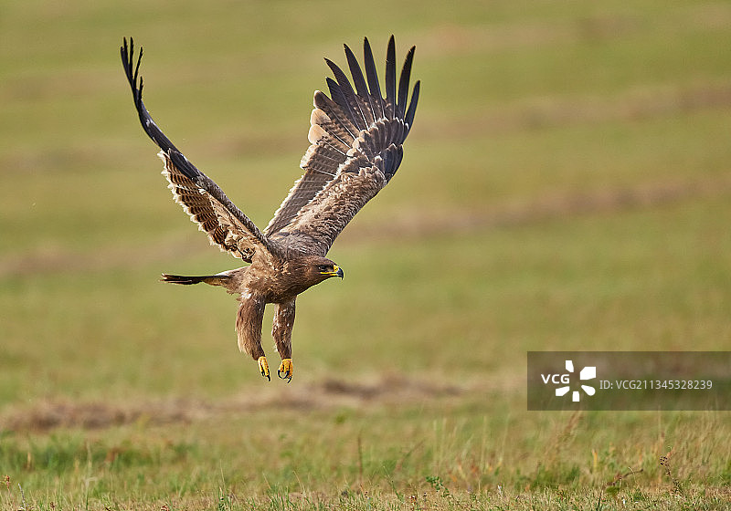 草原雕图片素材