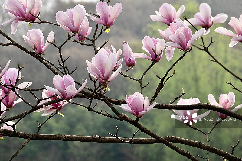 玉兰花开图片素材