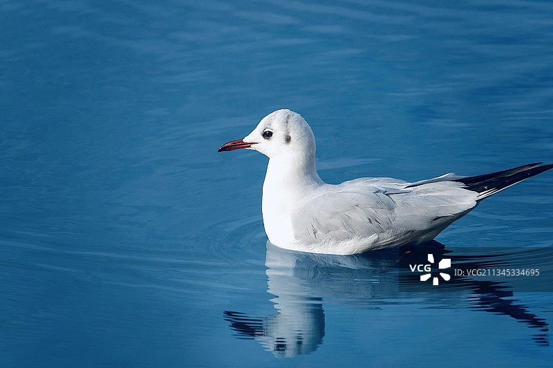 可爱的海鸥图片素材