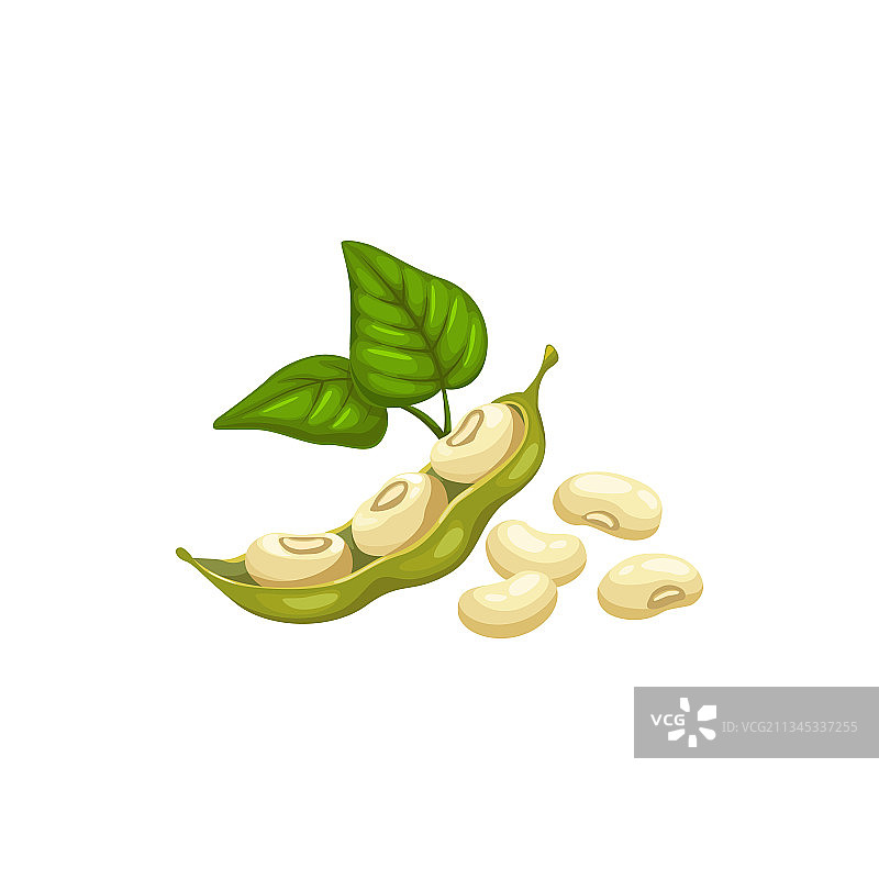 带叶子的豆荚大豆图片素材