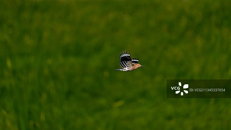 飞翔的戴胜图片素材