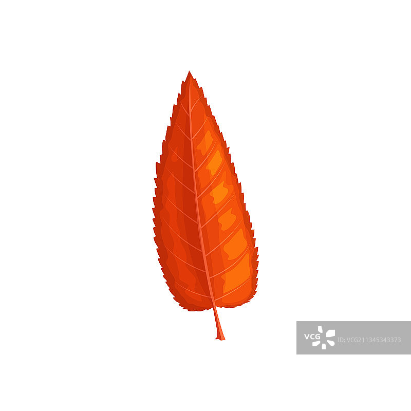 秋叶：红色灰树或榆树图片素材