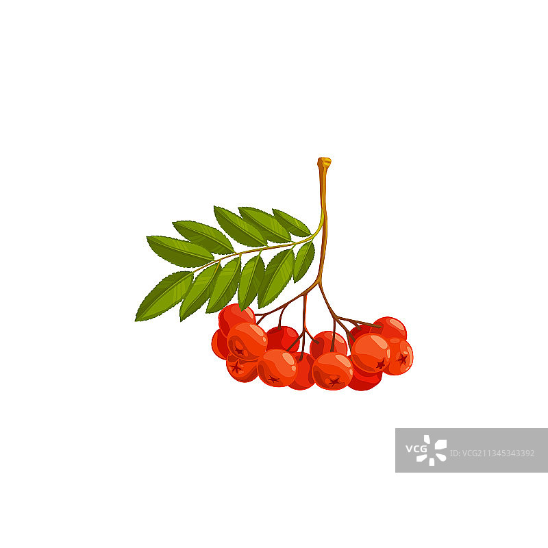 秋季 Rowan 浆果树枝 Rowanberry 图标图片素材