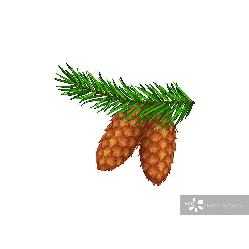 冷杉树枝森林中的松果图片素材