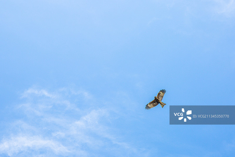 新疆天池翱翔在蓝天的老鹰图片素材