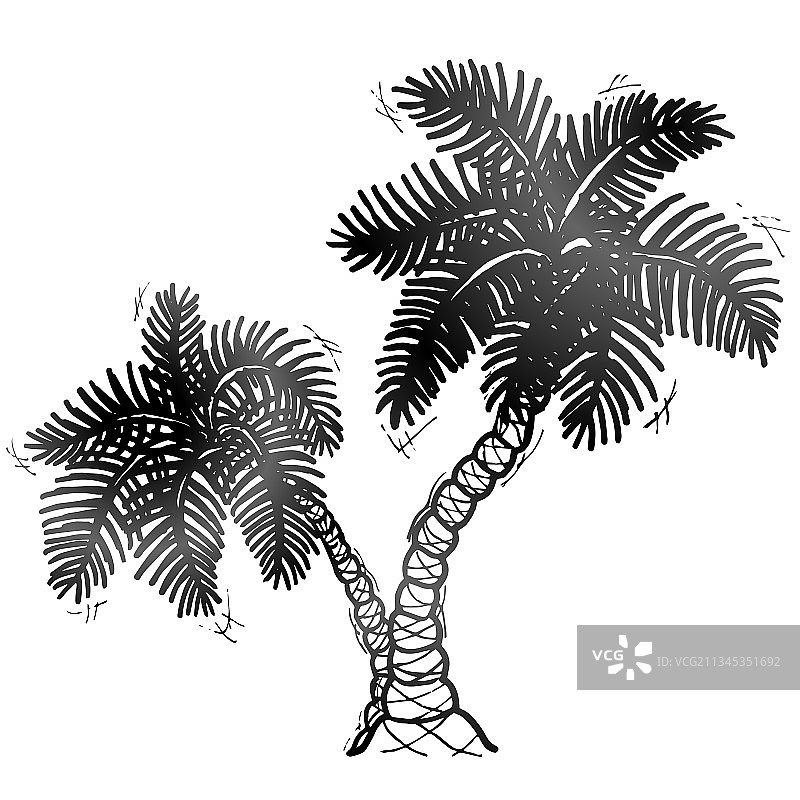 手绘棕榈树图片素材