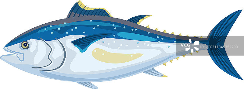 白色背景上的黄鳍金枪鱼海鲜图片素材