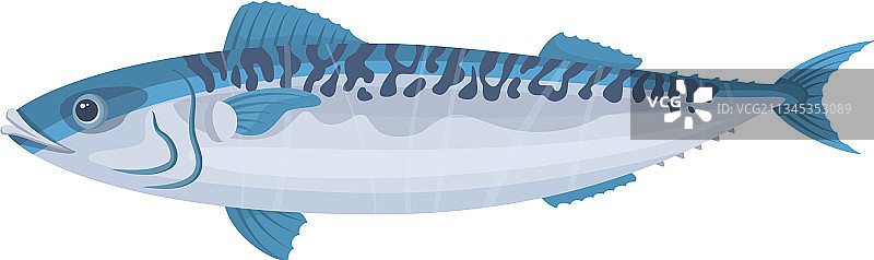 白色背景上的鲭鱼海鲜图片素材