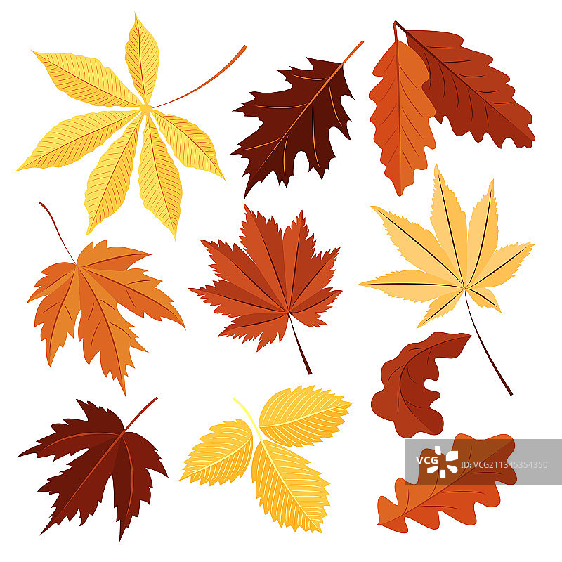 白色背景上的秋叶素材图片素材