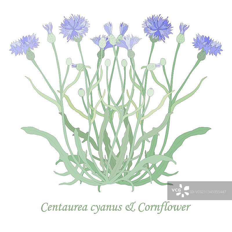 手绘矢车菊花图片素材