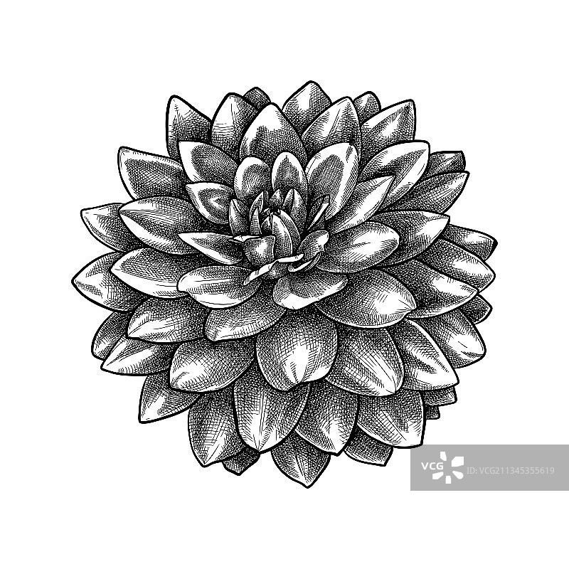 手绘大丽花植物图图片素材