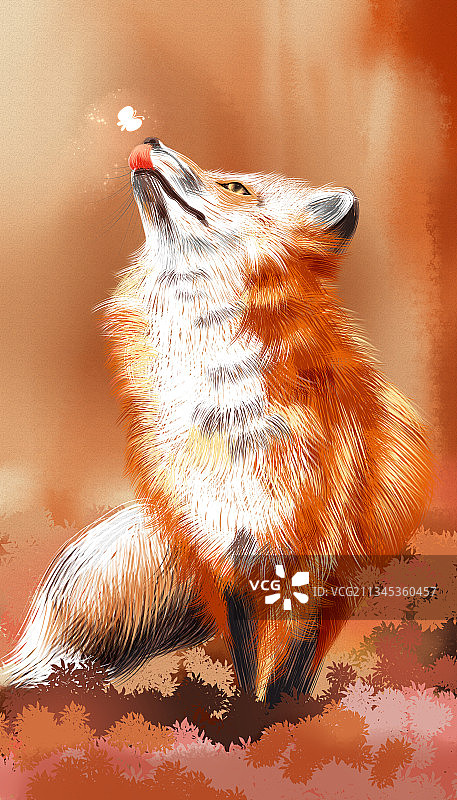 野生动物-狐狸图片素材