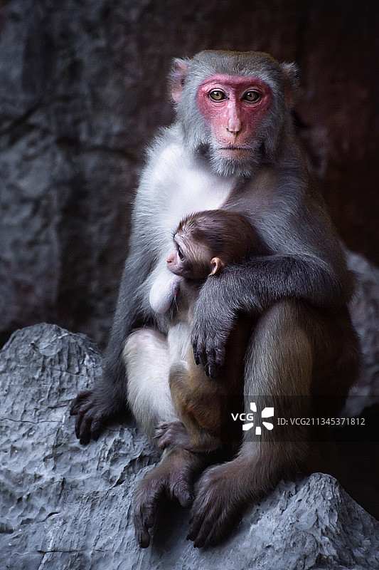 越南，猕猴坐在岩石上的肖像图片素材