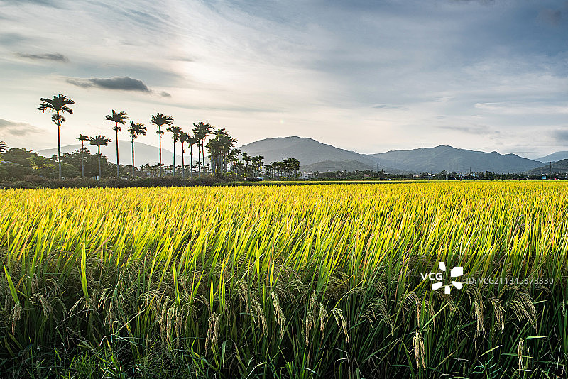 稻田、海南、三亚、图片素材