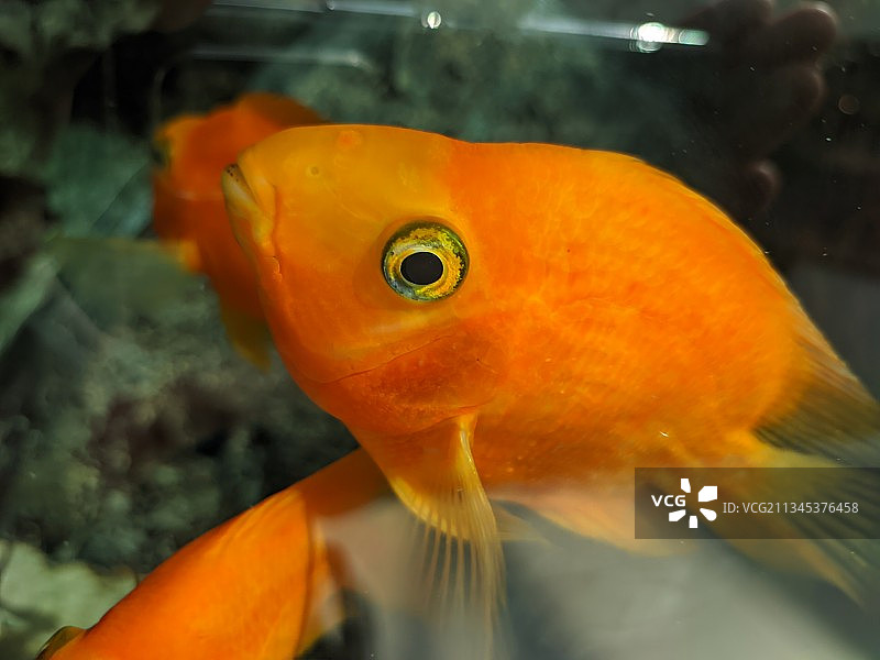 水族馆中游动的金鲤鱼特写，塞尔维亚贝尔格莱德图片素材