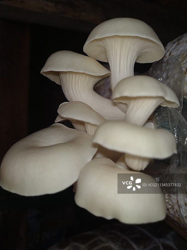 蘑菇特写，印度尼西亚图片素材