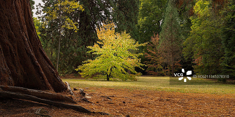 秋天森林里的树木图片素材