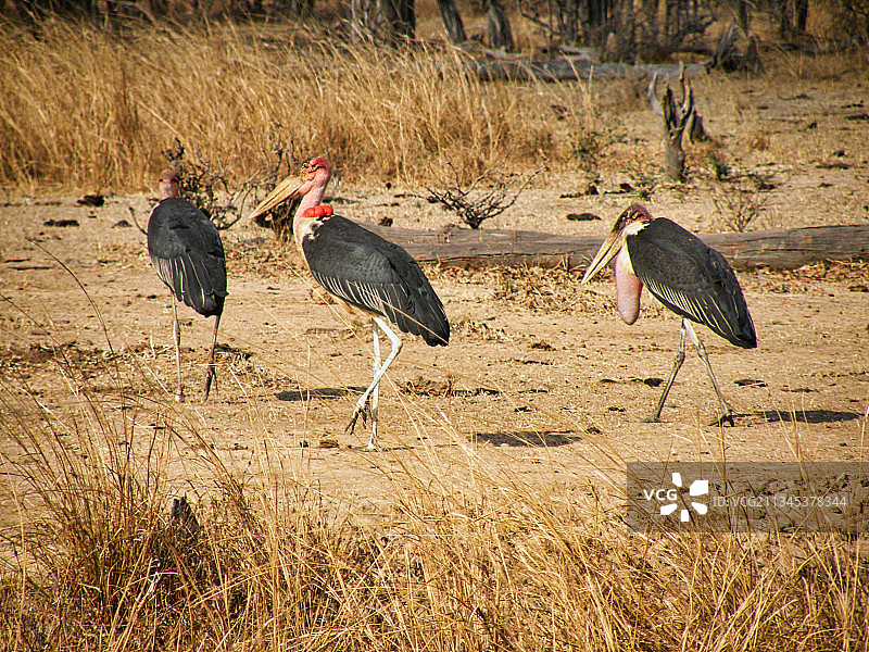 赞比亚北卢安瓜国家公园鸟群栖息高角度照片图片素材
