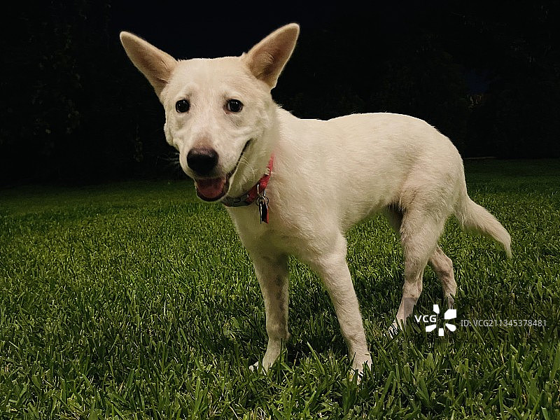 站在草地上的纯种犬肖像，美国得克萨斯州糖城图片素材