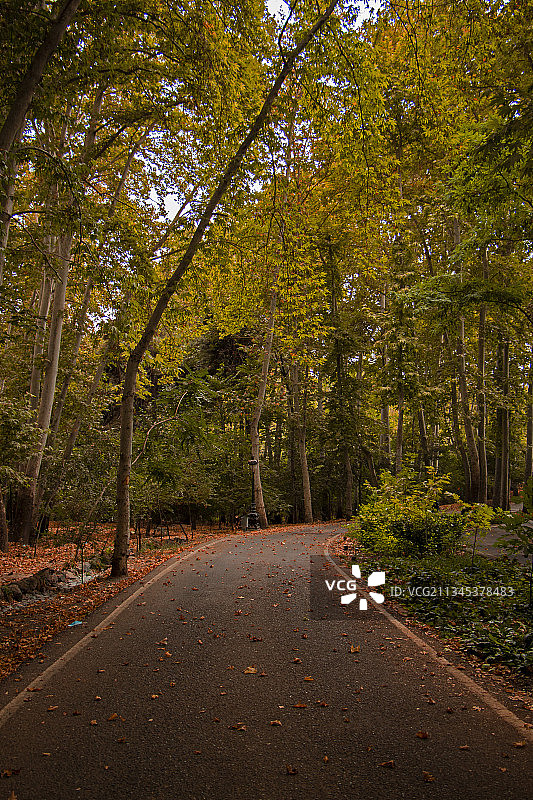 伊朗德黑兰省德黑兰市森林中的空旷道路图片素材