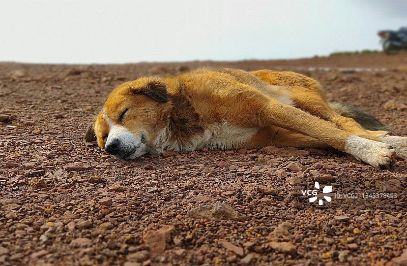 草地上睡觉的狗狗特写图片素材
