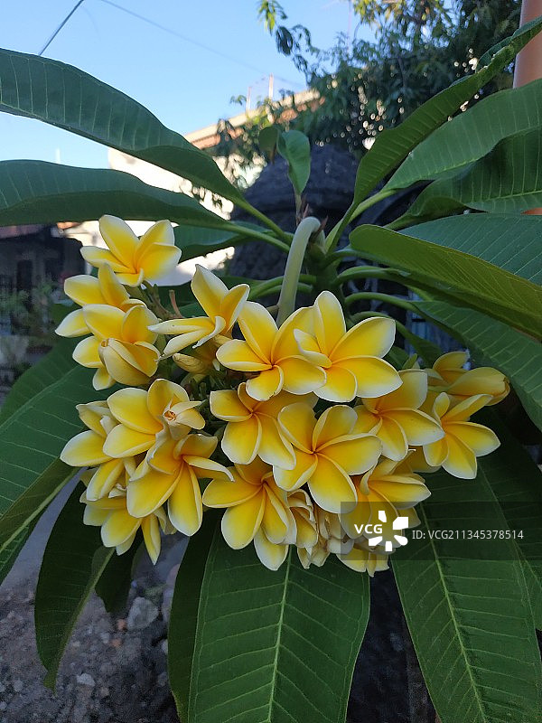 印度尼西亚黄色花卉植物特写图片素材