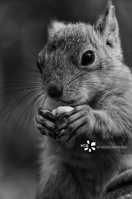 吃东西的灰色树松鼠特写图片素材