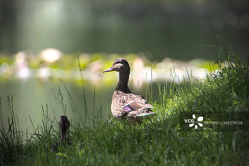 波兰格利维采的雌性绿头鸭图片素材
