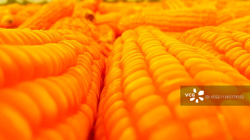 巴基斯坦旁遮普邦的玉米全景图片素材