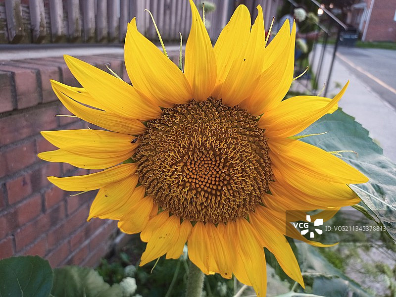 特写的向日葵图片素材