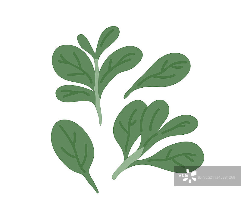 新鲜玉米沙拉叶羊肉生菜香草图片素材