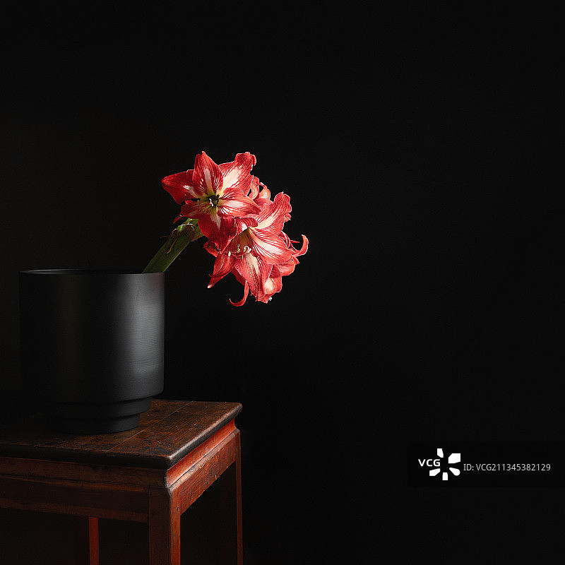 一束朱顶红花放在黑色金属质感的花盆中图片素材