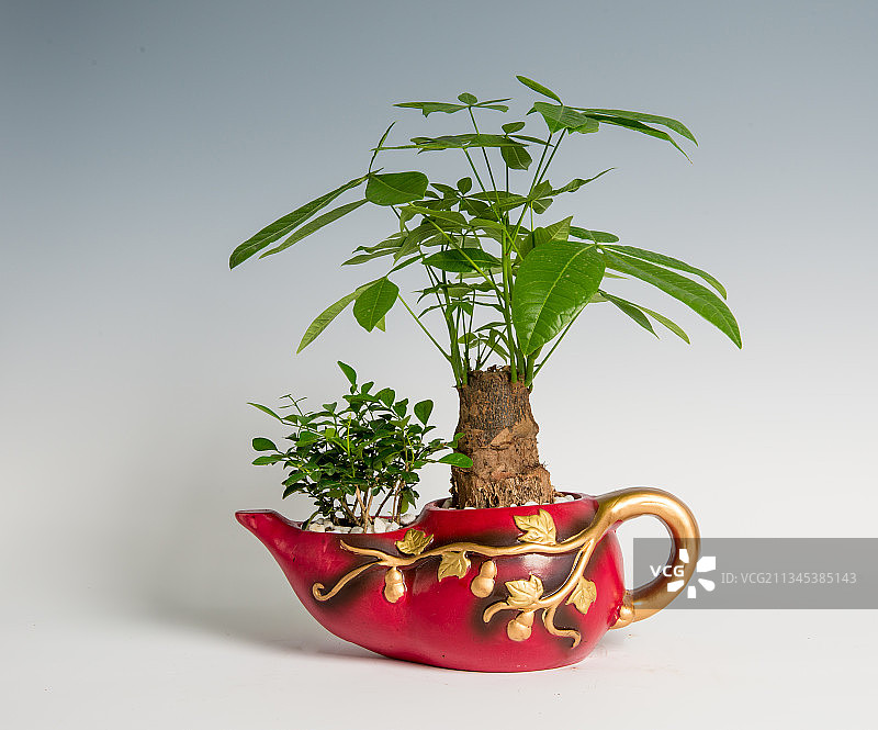 发财树、瓜栗图片素材