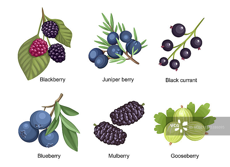 夏季花园和野生黑莓图片素材