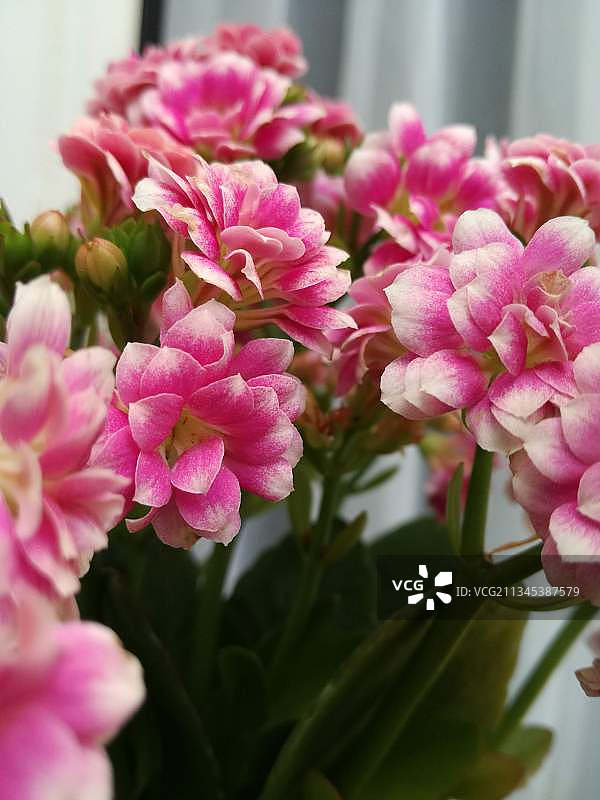 粉红色开花植物的特写图片素材