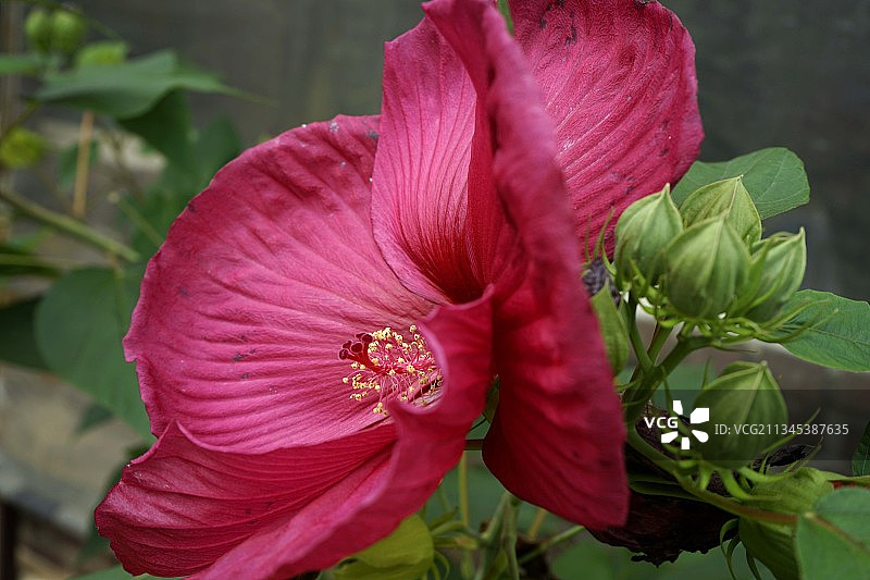 粉红玫瑰的特写图片素材