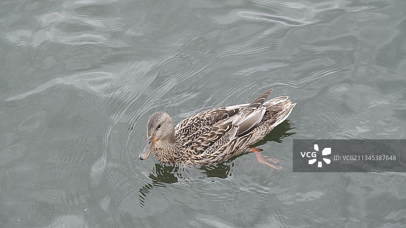在华盛顿州肯莫尔湖中游泳的绿头鸭高角度视图，美国图片素材