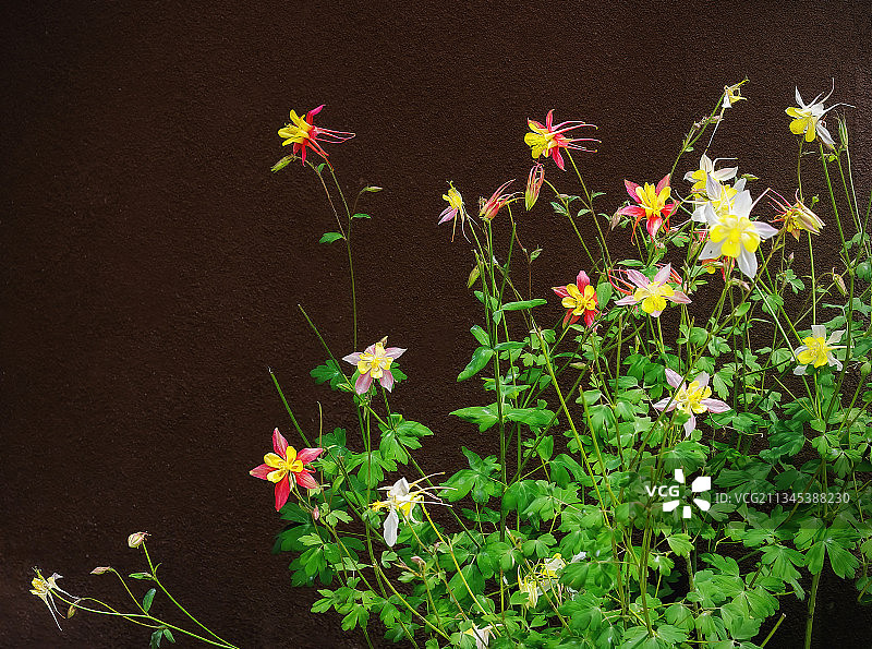 美国新墨西哥州，田野上盛开的植物特写图片素材